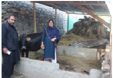 Dactylis grass in the fruit orchard