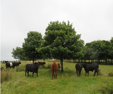 Grassland Division