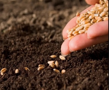 Seed Technology Division